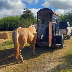 Single Horse Trailer