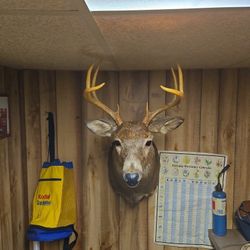 8 Point Mounted Buck Head