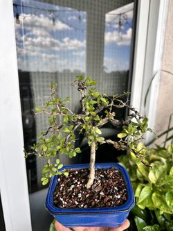 Bonsai Small Black Olive 