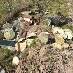 Pencas de nopal gratis  . Estos nopanel  dan tunas  rojas