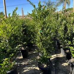 Ligustrum Waxleaf Privets Hedge