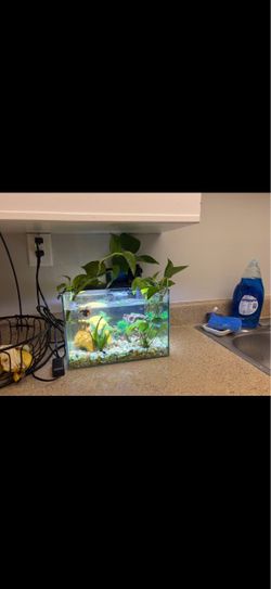 fish tank set up