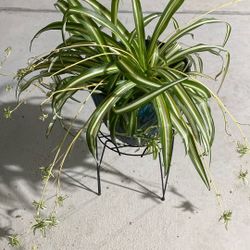 Beautiful Plant For Shade 
