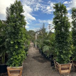 Ficus Nitida Privacy Hedge