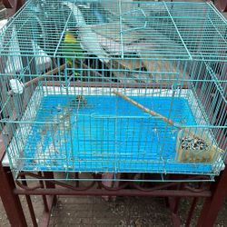 Bird Cage
