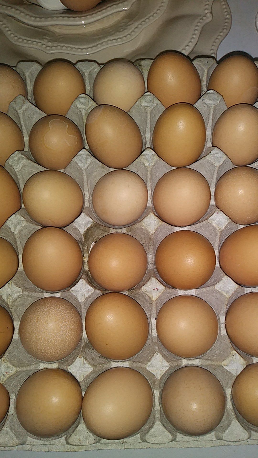 Fresh eggs free range