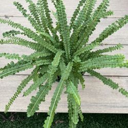 Lemon Button Fern, live plant in 6” nursery pot. ✔️ profile for more🪴 