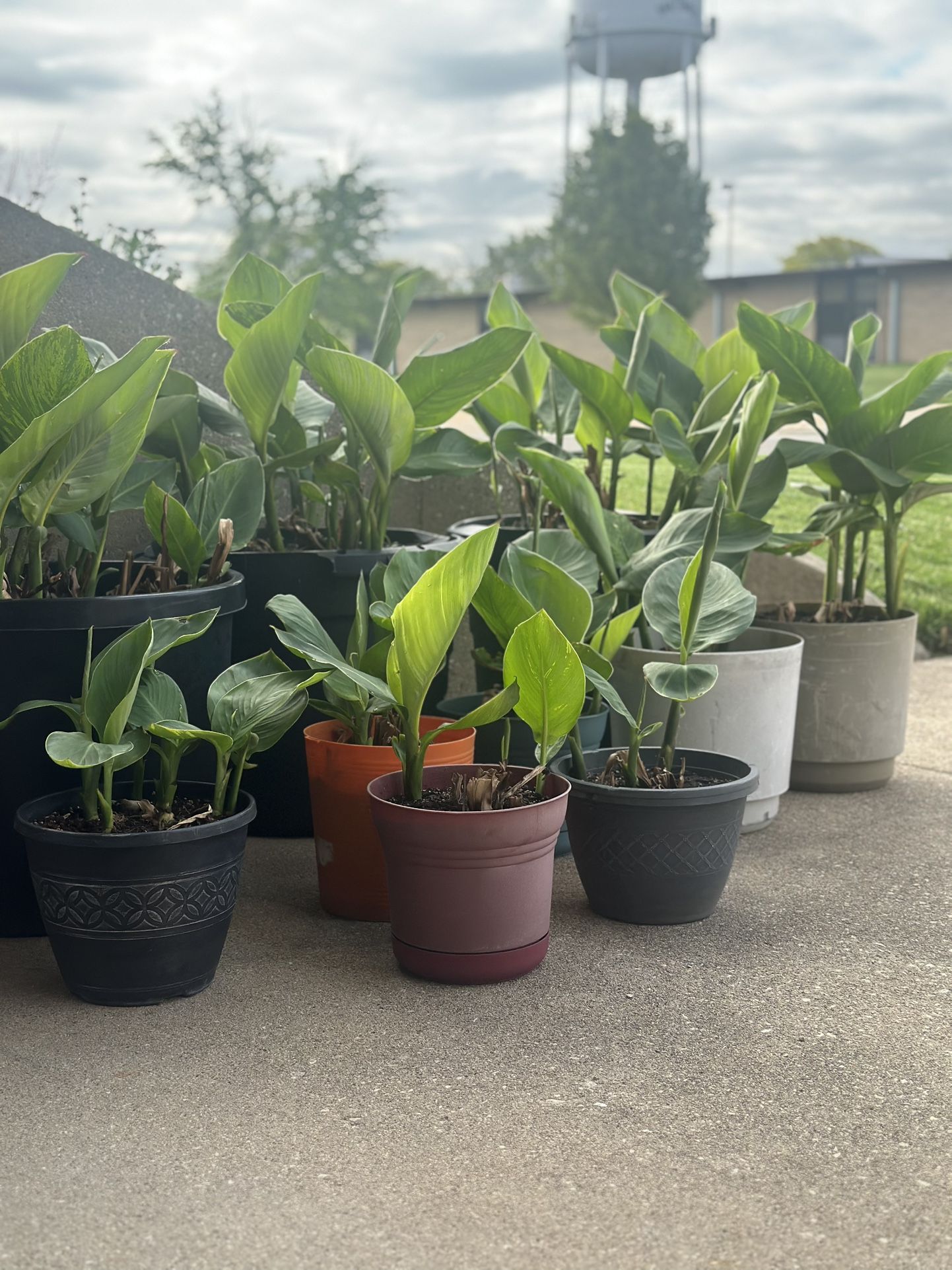 Red Canna Lilies