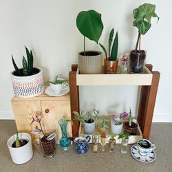 Beautiful Indoor And outdoor Plants 