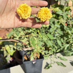 Yellow Mini Rose In Pot 