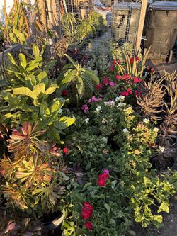 Plants and fruits trees