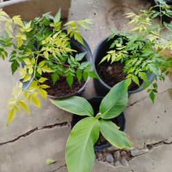 arbol De Lila O Canelo.Platano$5 Cada Uno 