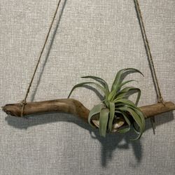 Driftwood Air Plant Wall Hanging
