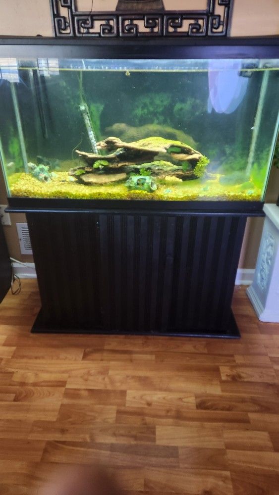 40 Gallon Aquarium