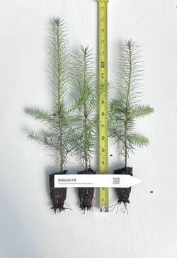 Douglass  fur tree starters