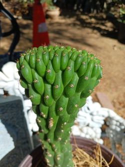 Crested San Pedro cactus