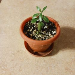                 Desert Rose - Pink 3" Pot