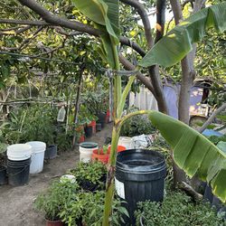 Asian Banana Fruit Tree Plant 