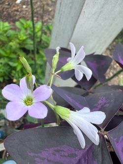 Oxalis triangularis, AKA purple