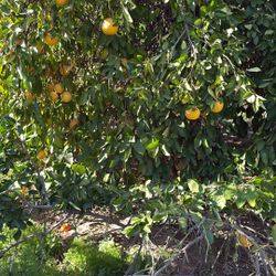Citrus Fruit For Sale!