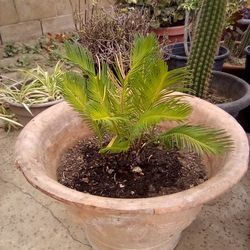3 Headed Sago Palm In A Large terra Cotta Pot $25