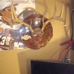 8 Point And Hand Made Plaque 