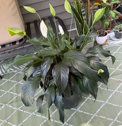 Large Peace Lily Plant in Dark Pot