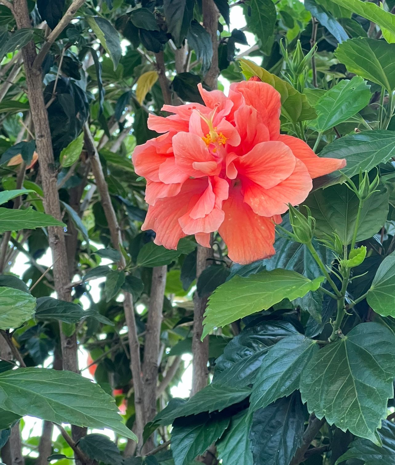 Beautiful Rare Hibiscus Tree
