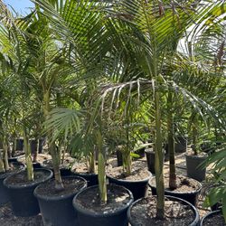 King Palm Trees