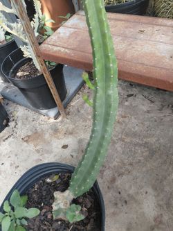 Peruvian Apple Cactus
