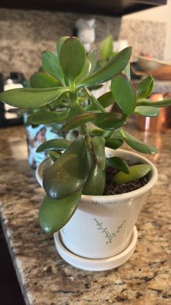 Jade plant 🪴