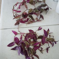 Purple Stripe Tradescantia Rooted And Cuttings As Shown $7-Ship $3.50