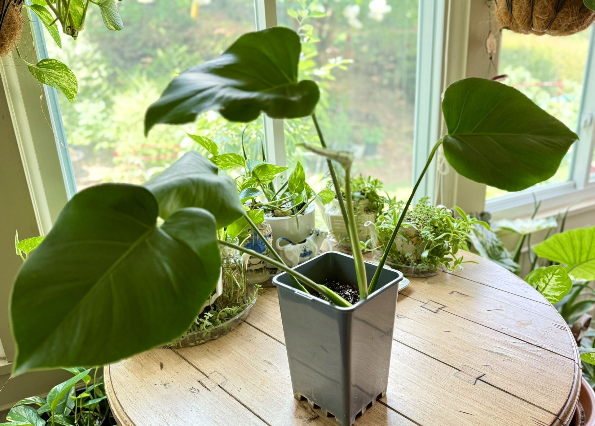 Monstera Plant Table Size