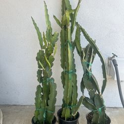 Rooted Dragonfruit Plants/different Variety 