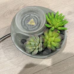 Wax melter with rocks and succulents