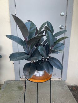 Ficus Elastica Burgundy Rubber Tree House Plant 6” Pot