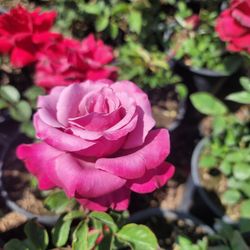 Rose Bush 