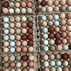 Eggs