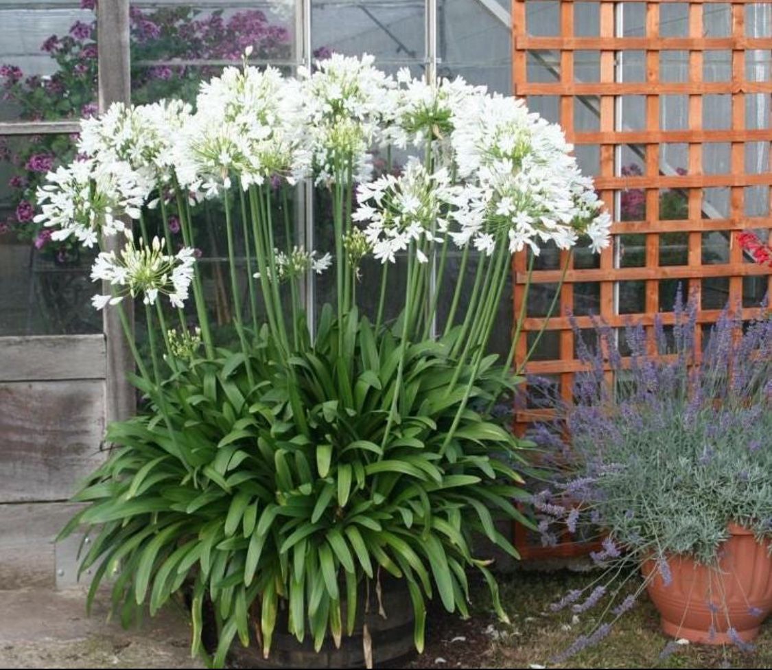 Agapanthus Flower Starts Available!  