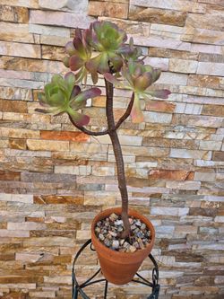 Nice Plant