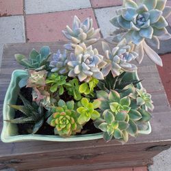 Succulents