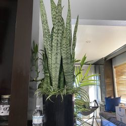 Smoke Plant Tall 29 In 