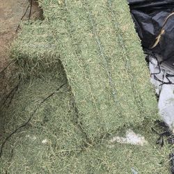 $17 Horse Quality Alfalfa #1
