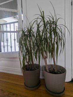 Two Taupe 9'' Tall Ikea Planters with trays + two dracena potted plants