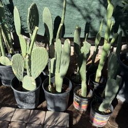 Cactus Plants for Eating in Five Gallons $20 Each Firm Price