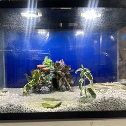 Medium Fish Tank