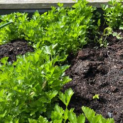Organic Celery Starts