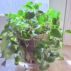 Jade Pothos in beige plastic planter