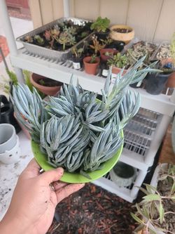 Blue chalk senecio succulent plant cuttings