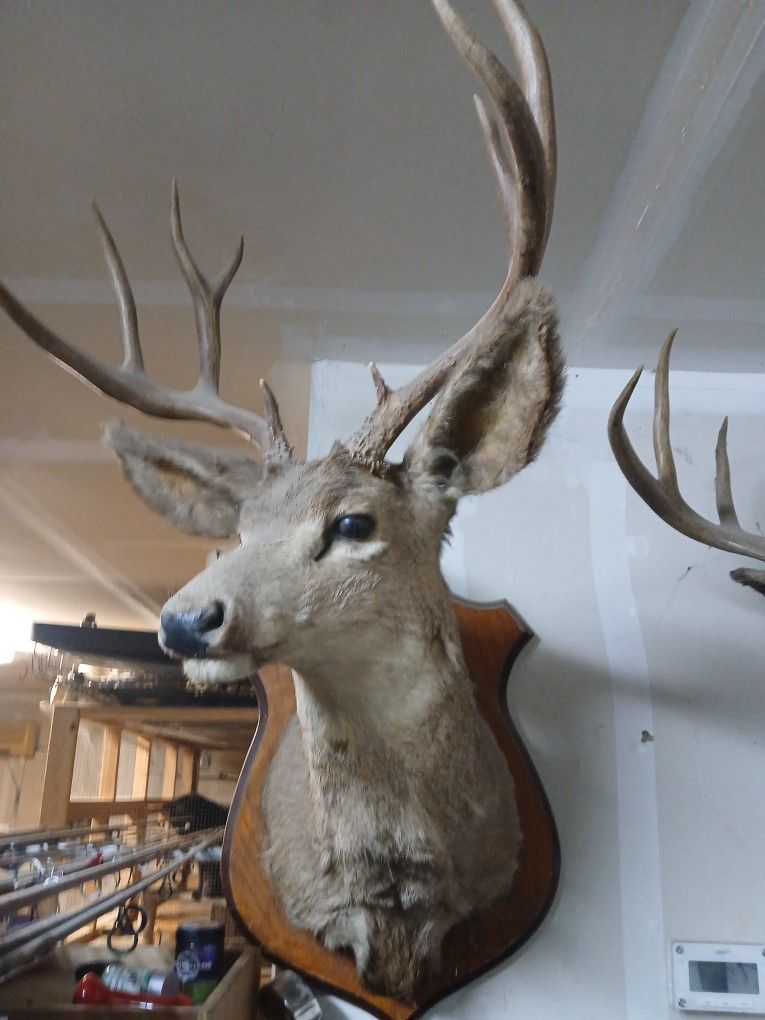 Muel Deer Shoulder Mount